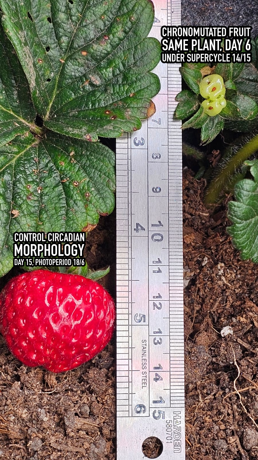 Intraplant Transition in Strawberry (18/6 → 14/15)