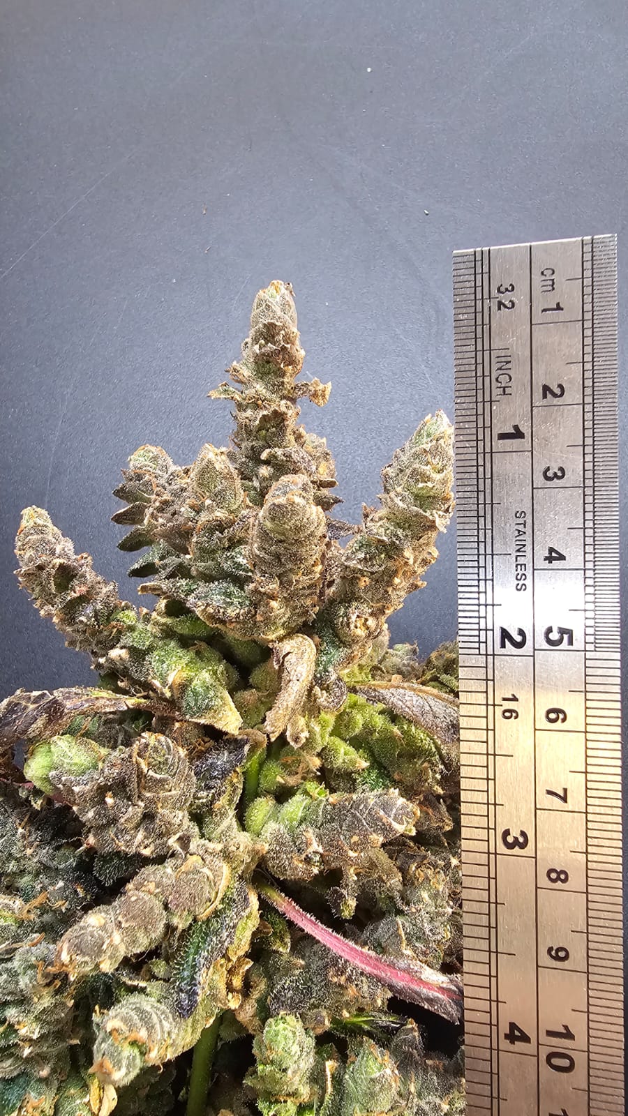 First Zombie Flower Documented