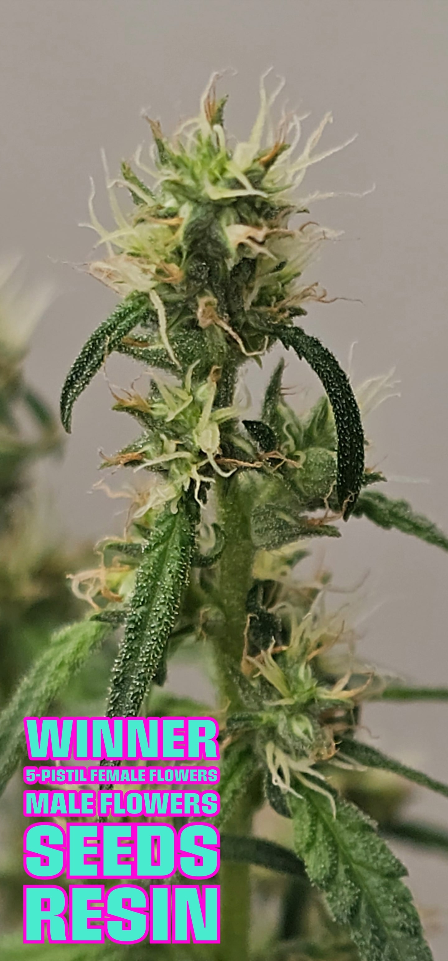 7 days from hack